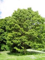 Hovenia dulcis / Hovenia