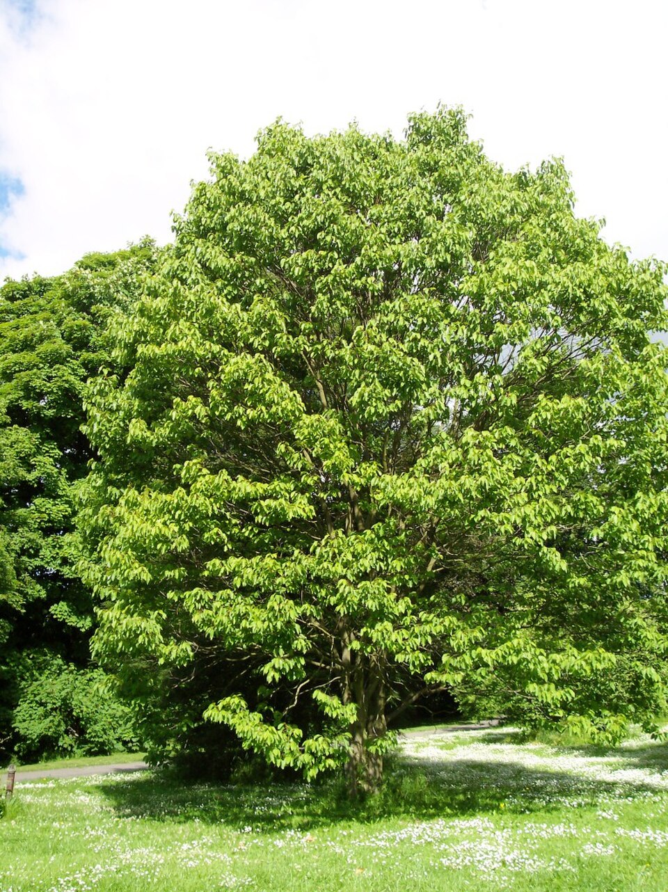 Hovenia dulcis / Hovenia