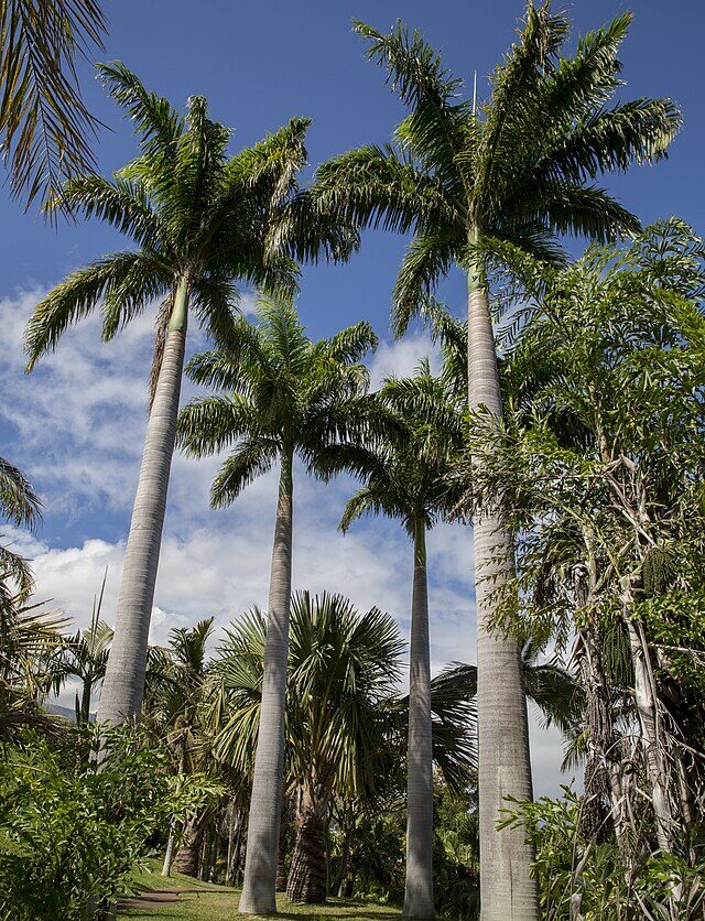 Imperial Palme