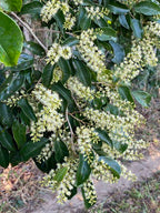 Scented wooden tree