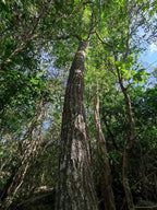 Scented wooden tree