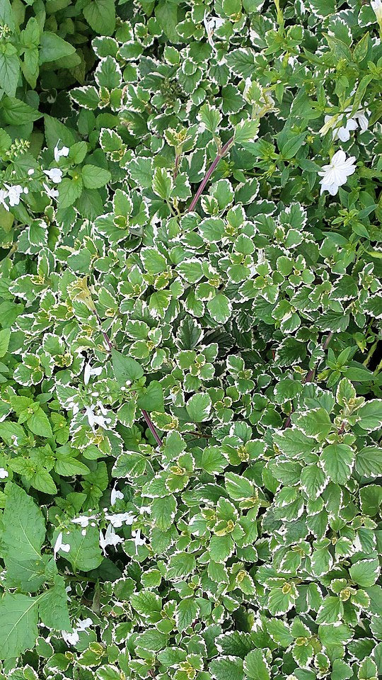 Buntblättriger Weihrauch