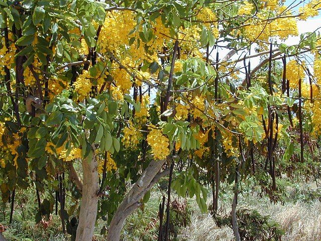 Lluvia de oro de la India