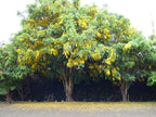 Lluvia de oro de la India