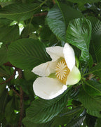 Indischer Rosenapfel
