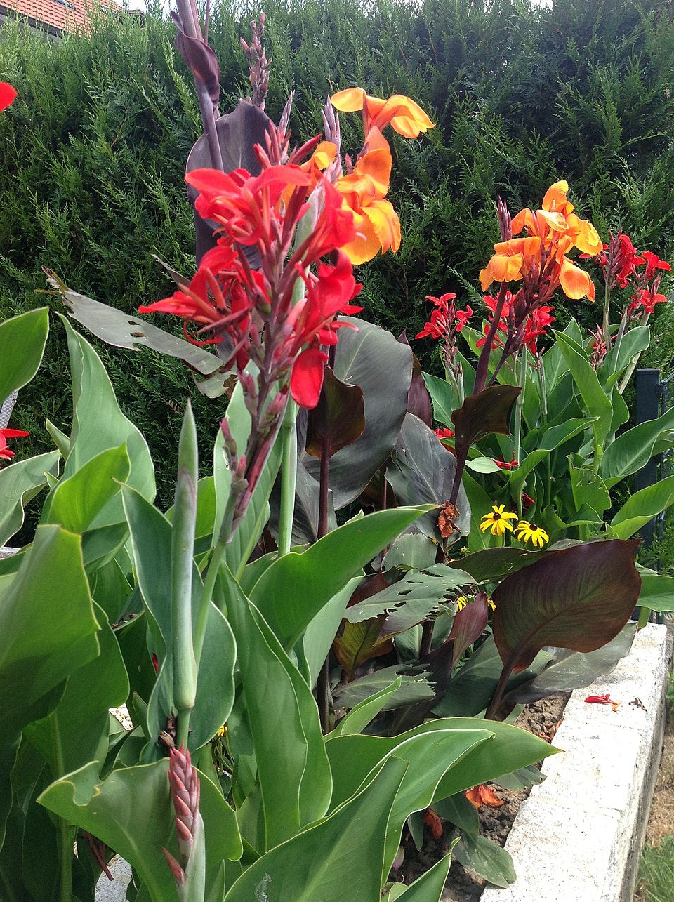 Canna Lily / Achira
