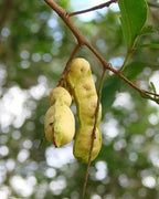 Inga