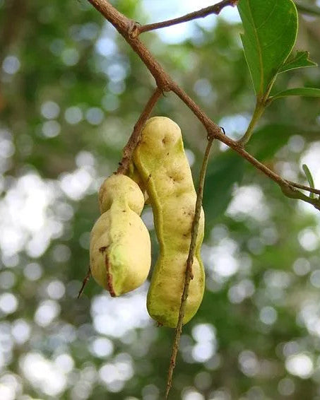 Inga