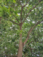 Inga