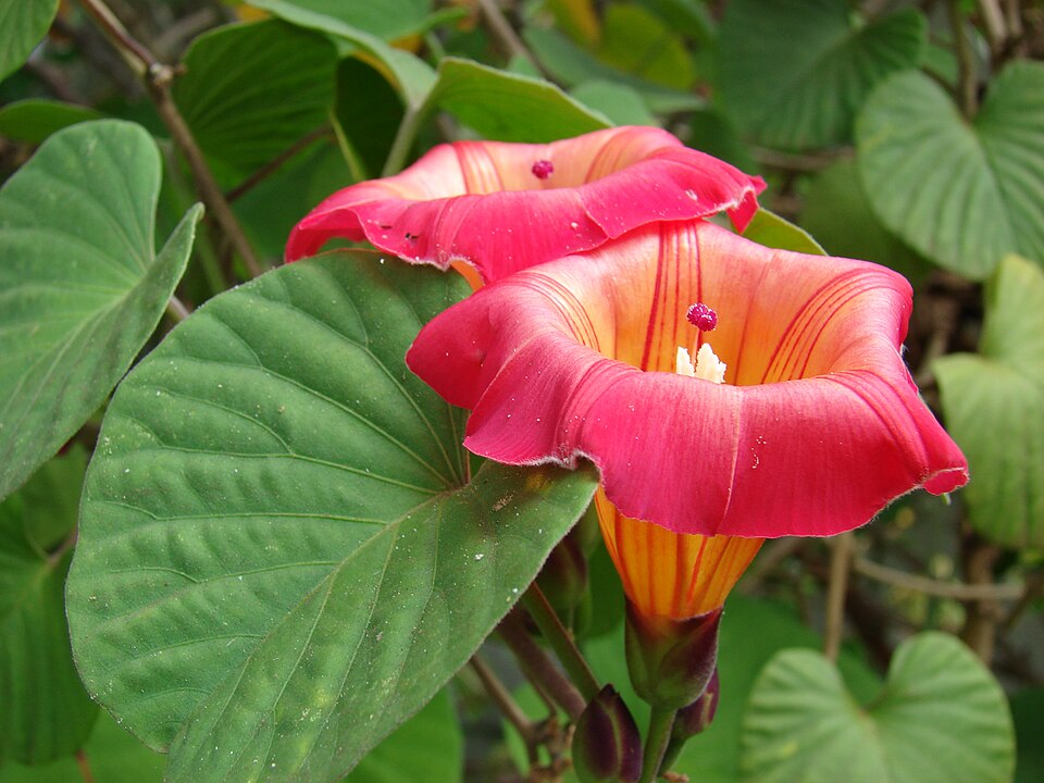 Ipomoea africana