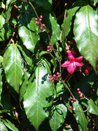 Ipomoea horsfalliae