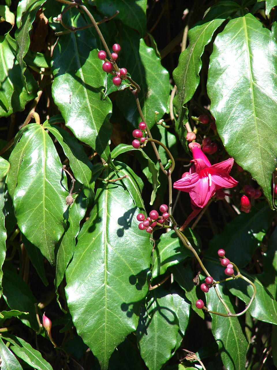 Ipomoea horsfalliae