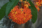 Ixora