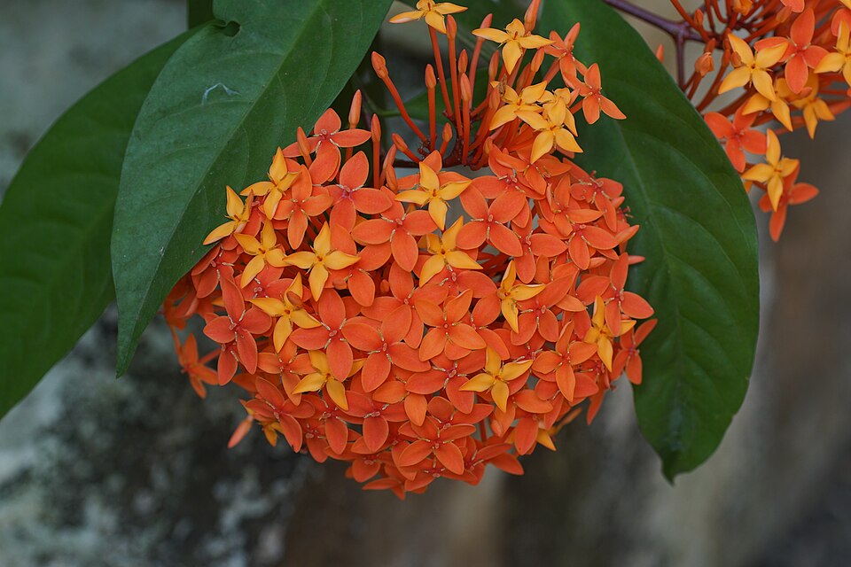Ixora