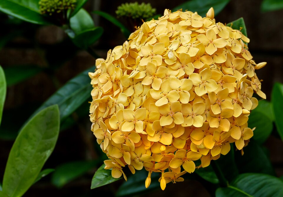 Ixora