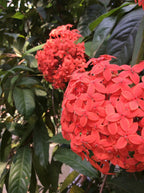 Ixora