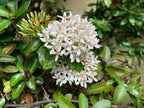 Ixora