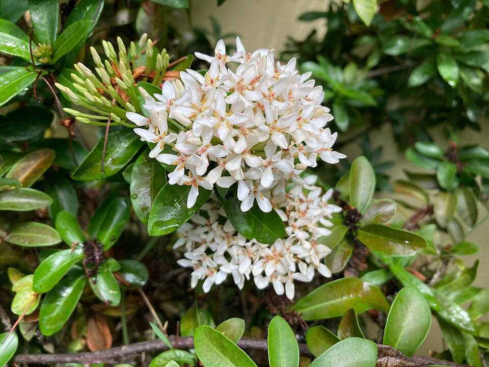Ixora