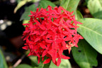 Ixora