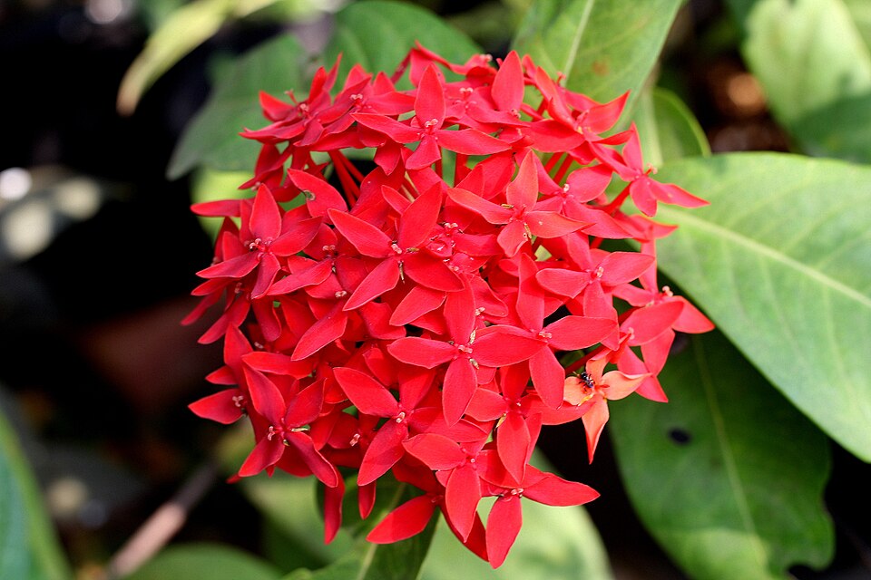 Ixora