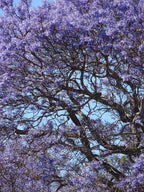 Jacaranda