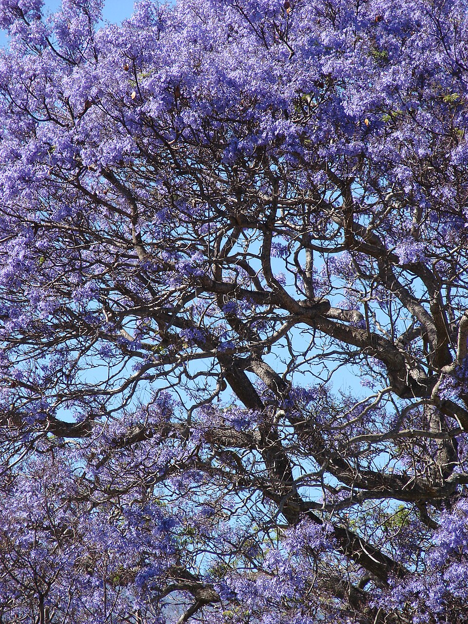 Jacaranda