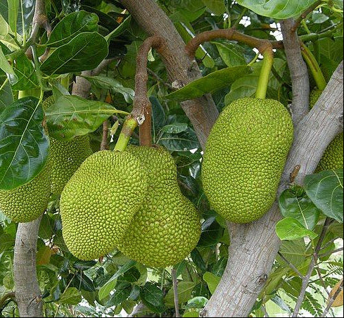 Jackfruit