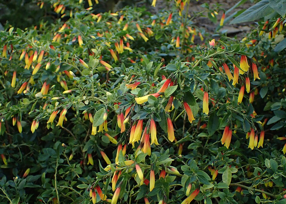 Jacobinia