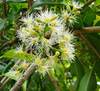 Jambolanapflaume