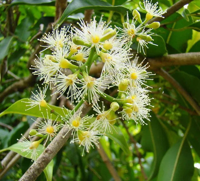 Jambolanapflaume