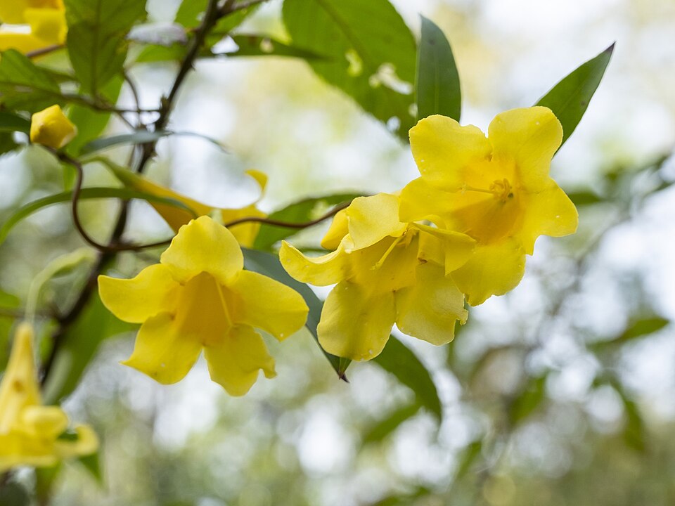 Jasmin Carolina