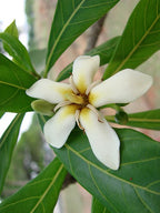 Jenipapo