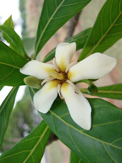 Jenipapo
