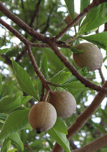 Jenipapo