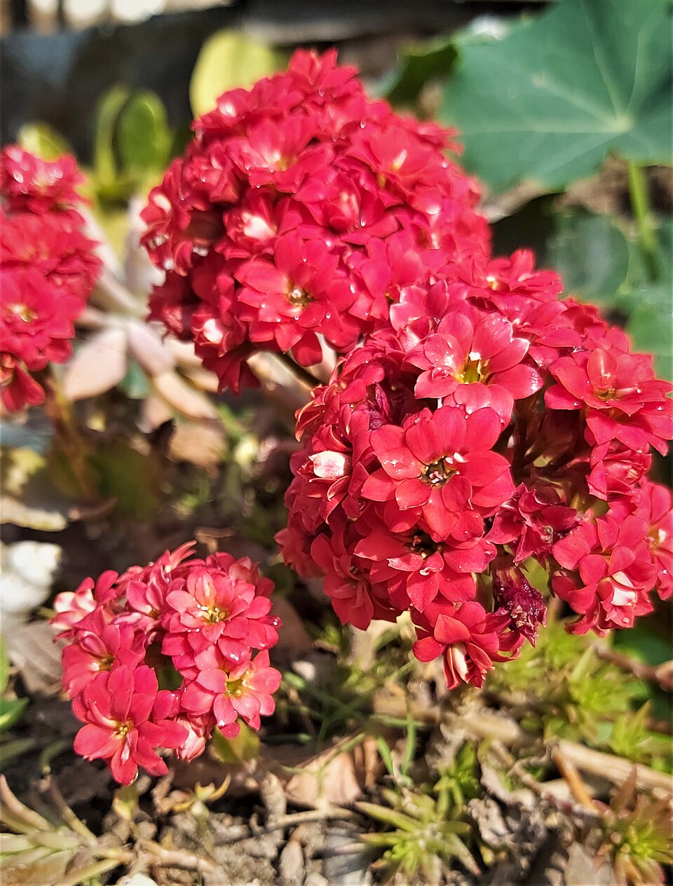 Kalanchoe