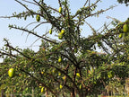 Kalebassenbaum