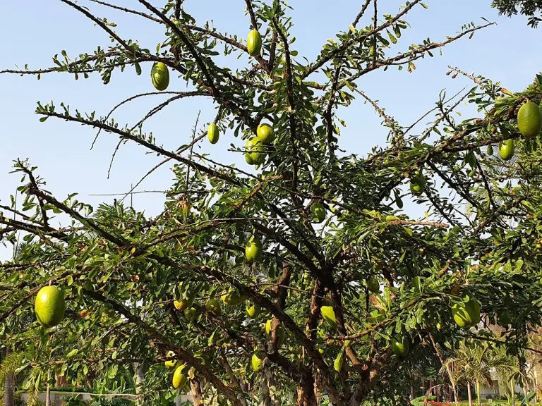 Crescentia