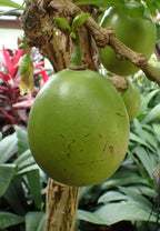 Kalebassenbaum