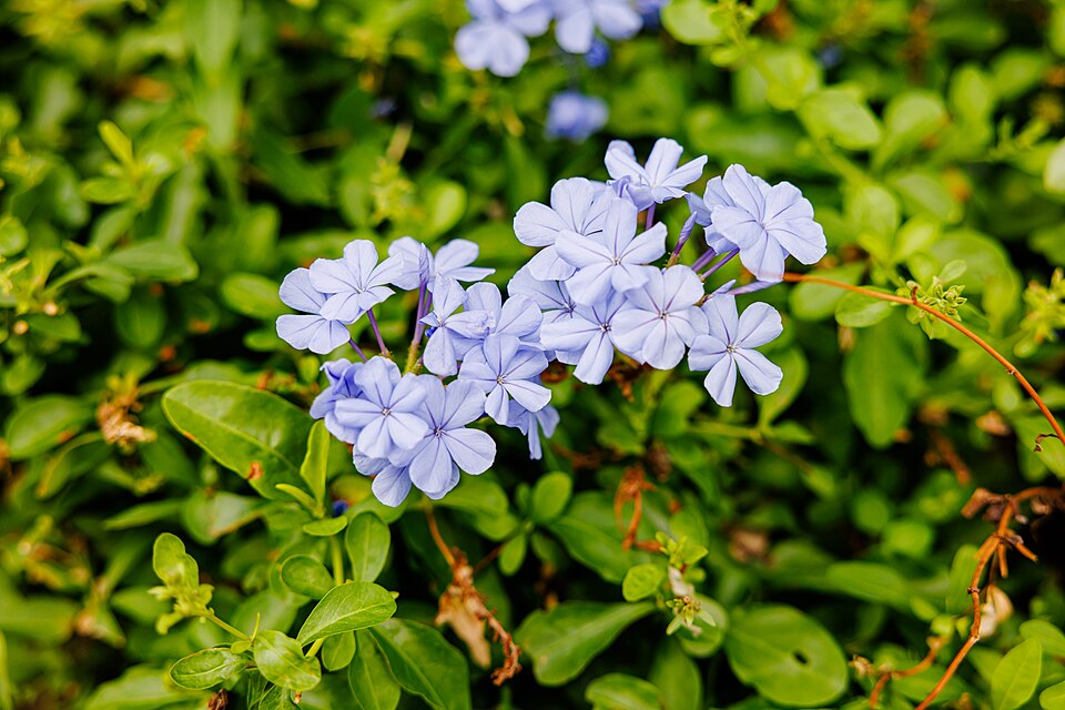 Plumbago del Cabo