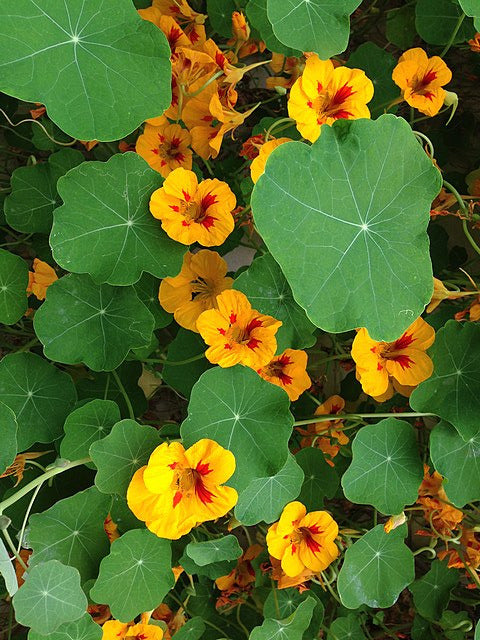 Nasturtium