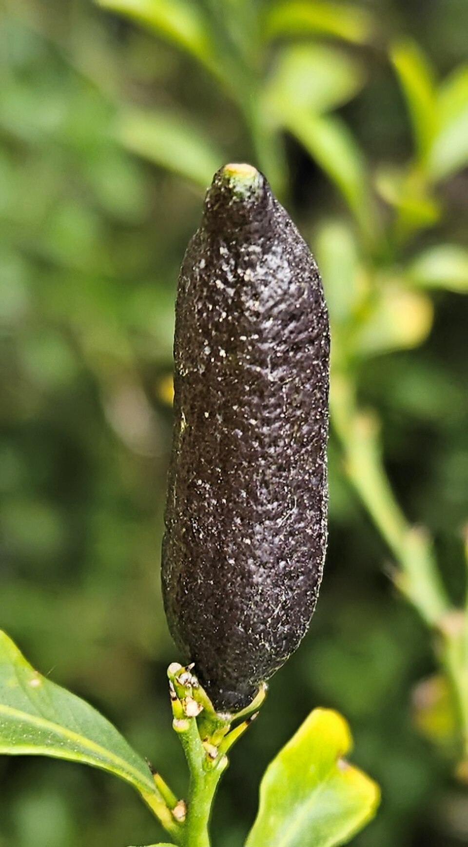Lima de caviar