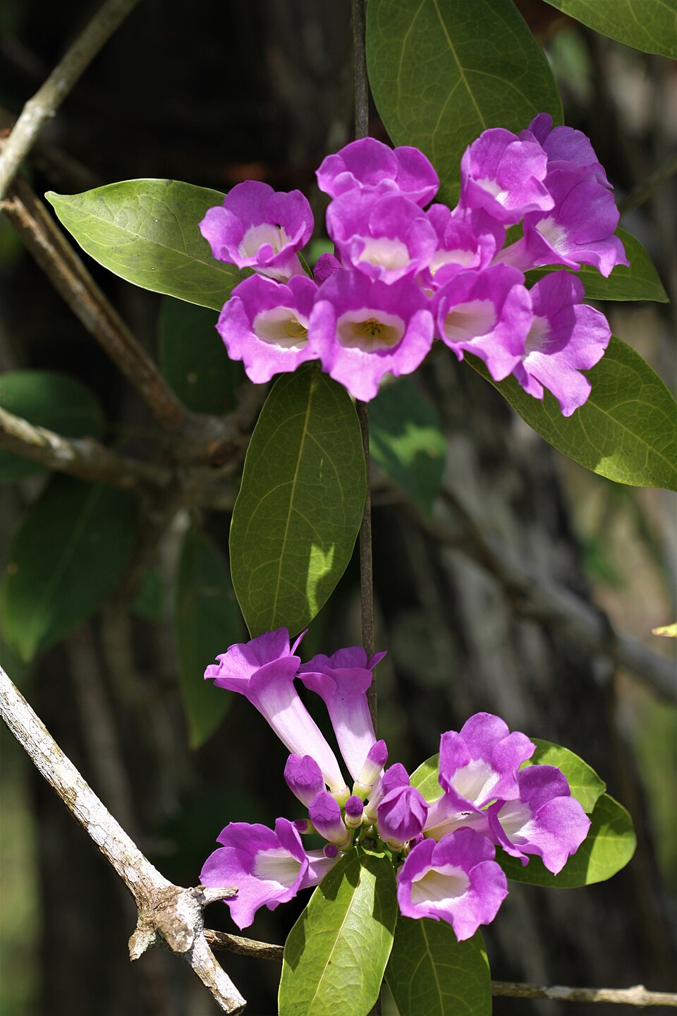 Garlic Vine / Mansoa alliacea
