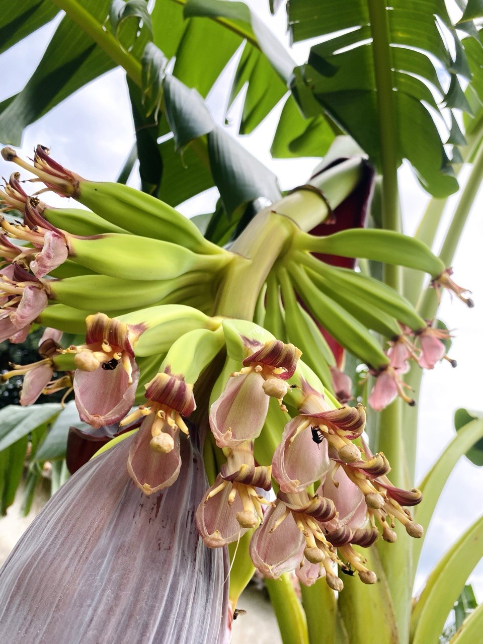 Kochbanane Colombiana