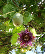 King Granadilla