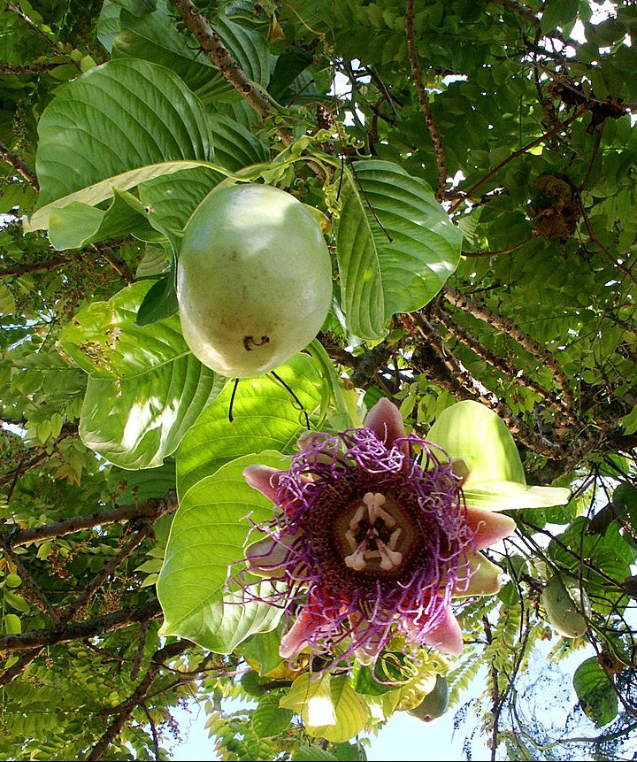 King Granadilla