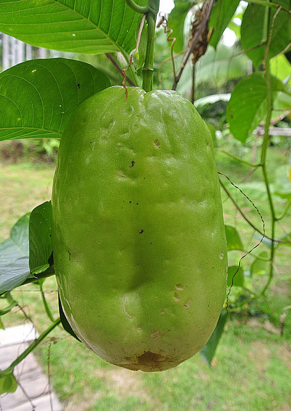 King Granadilla