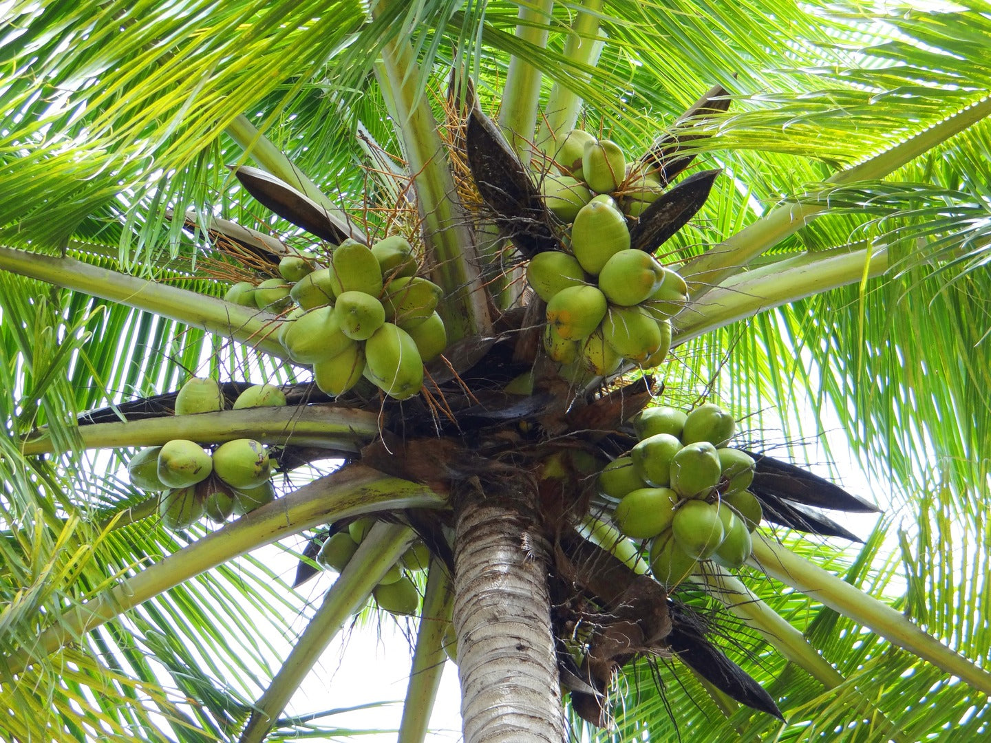 Coco