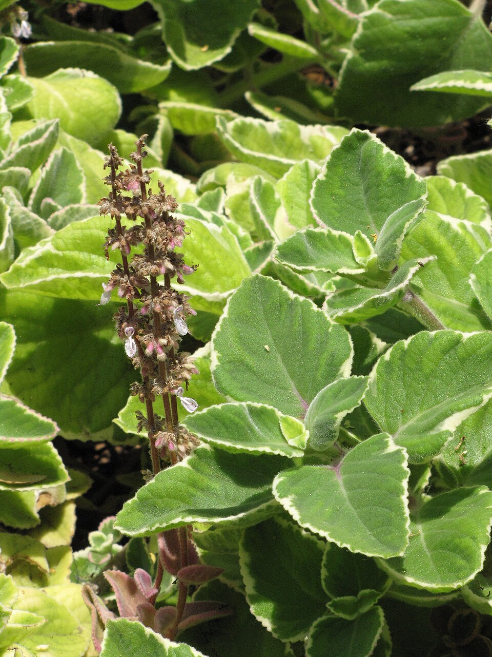 Kubanischer Oregano