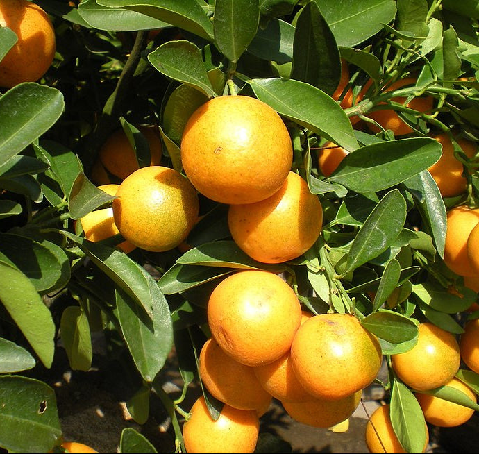 Kumquat