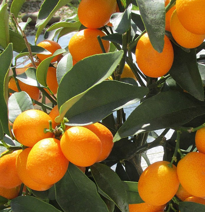Kumquat